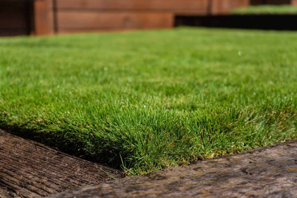 Zoysia grass lawn in Jacksonville, FL